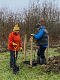 A lady in an orange jumper and yellow bobble hat holding a large spade is next o a man in a blue jumper also holding a spade stood next to a newly planted tree.