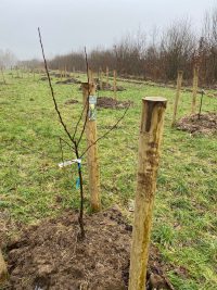 A photo of a newly planted tree in the ground surround by two wooden posts. 
